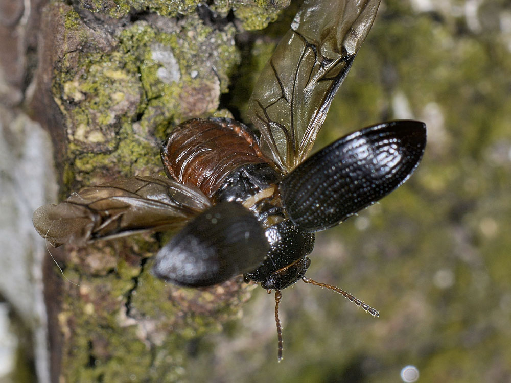Gonioctena cfr.quinquepunctata f.ma obscura, Chrysomelidae